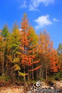 佛罗伦萨球员精彩盘带突破，助球队夺冠