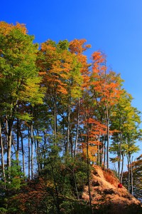 佛罗伦萨球员精彩盘带突破，助球队夺冠