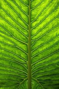 佛罗伦萨球员精彩盘带突破，助球队夺冠